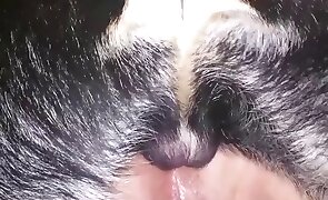 dog sex, sex with animals